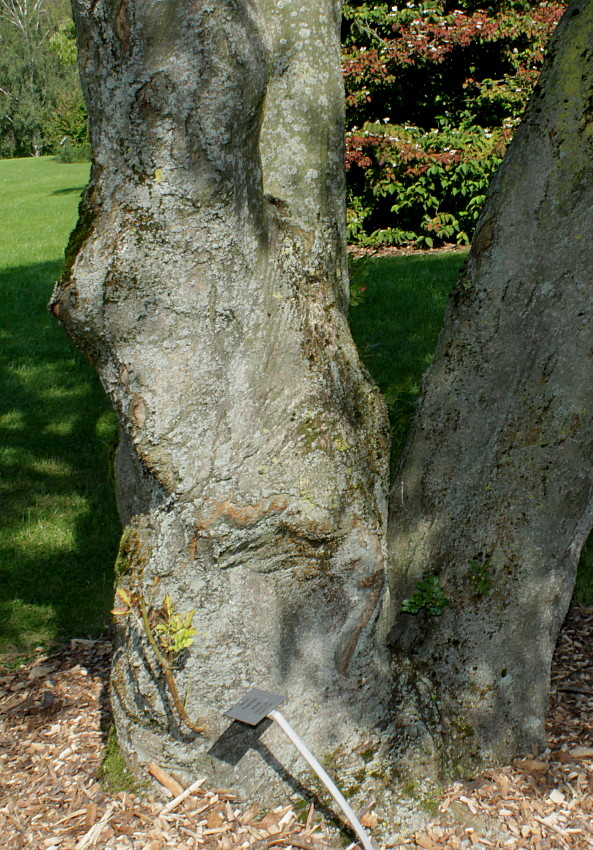 Изображение особи Fraxinus ornus.