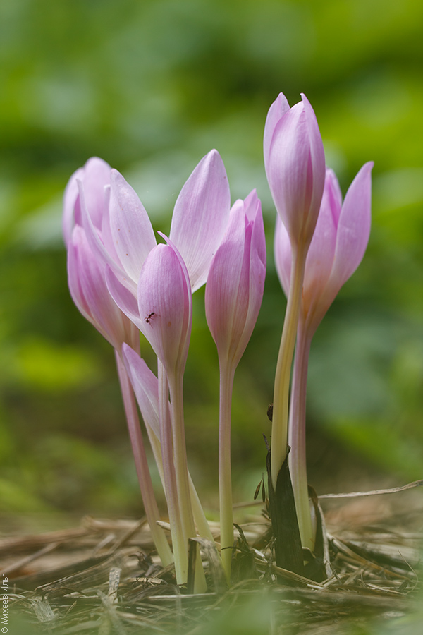 Image of Colchicum speciosum specimen.