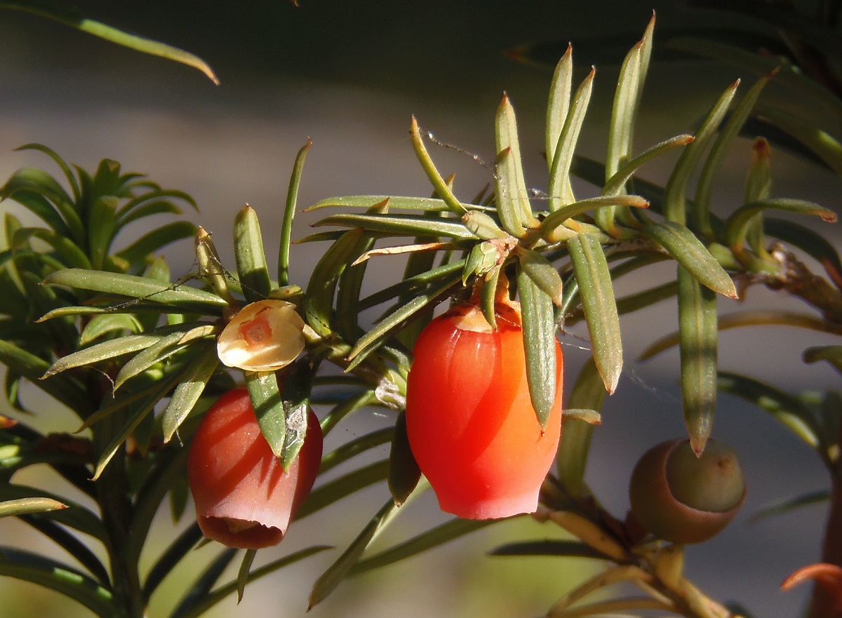 Image of Taxus baccata specimen.