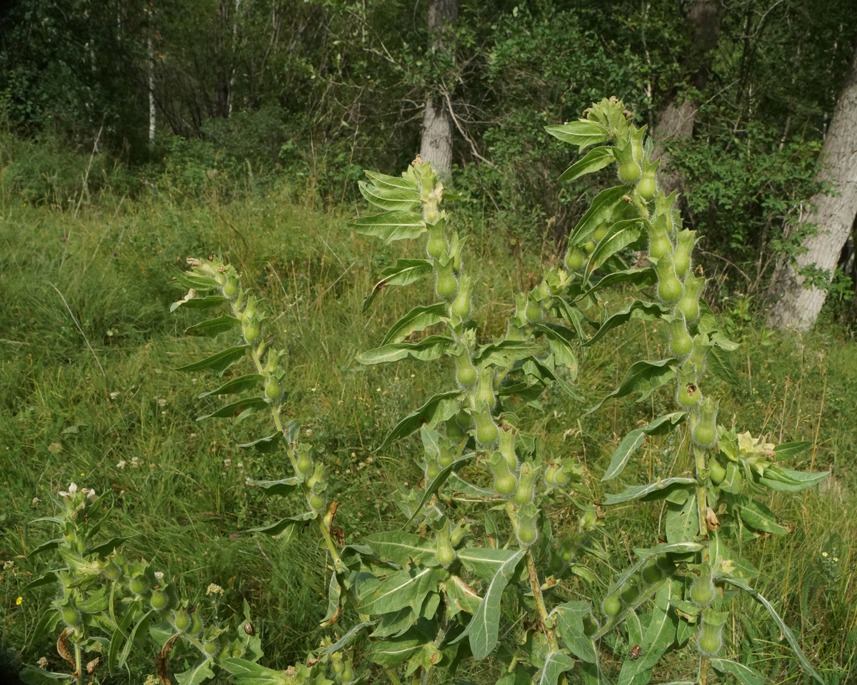 Изображение особи Hyoscyamus niger.