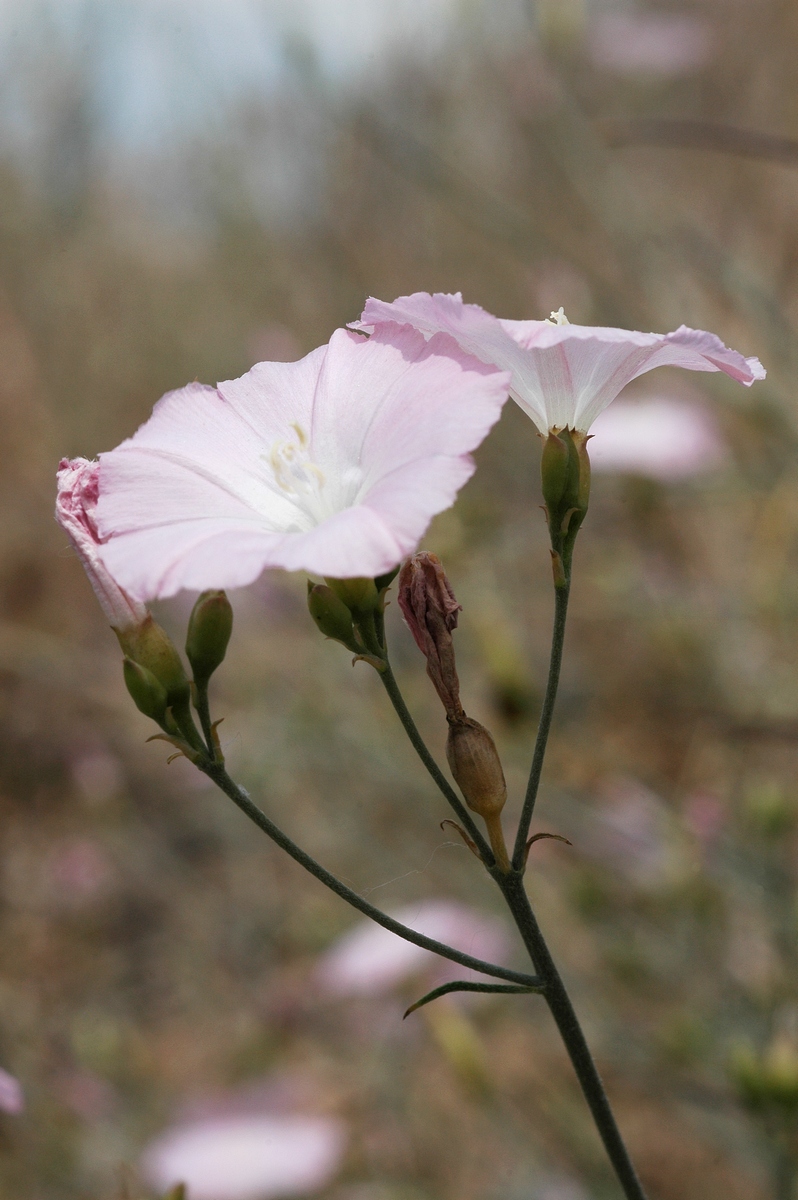 Image of Convolvulus pseudocantabrica specimen.