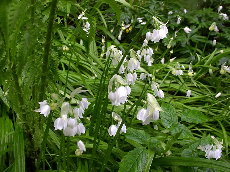 Image of Allium paradoxum specimen.