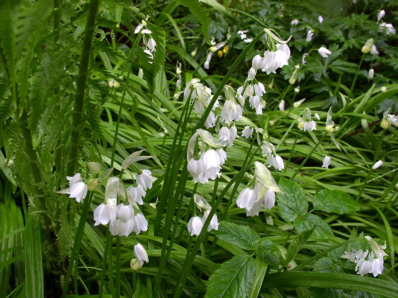 Изображение особи Allium paradoxum.