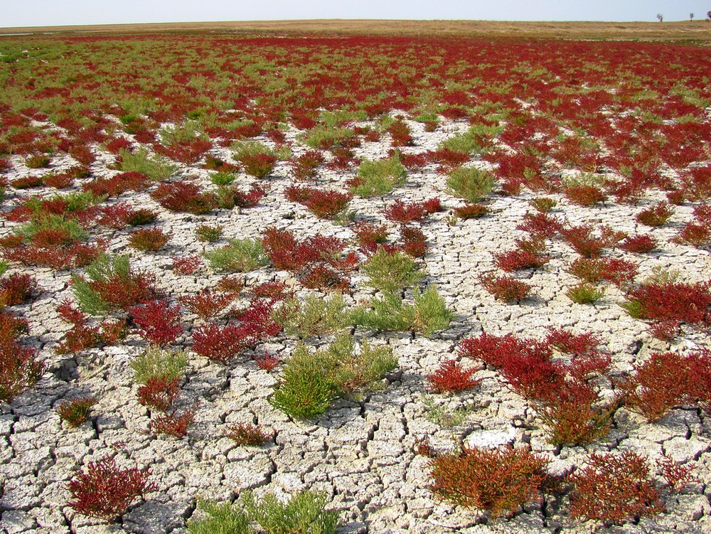 Image of Salicornia perennans specimen.