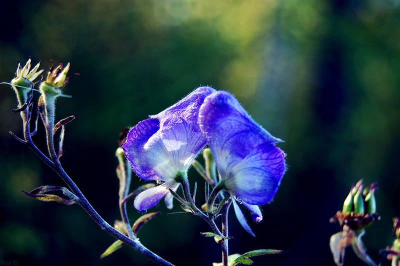 Image of Aconitum volubile specimen.