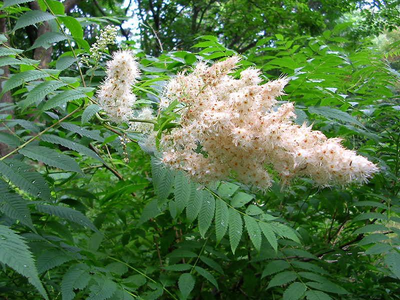 Image of Sorbaria sorbifolia specimen.