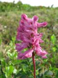 Corydalis paeoniifolia. Соцветие. Иркутская обл., Бодайбинский р-н, задернованный склон гольца. 18.06.2008.