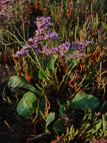 Изображение особи Limonium gmelinii.