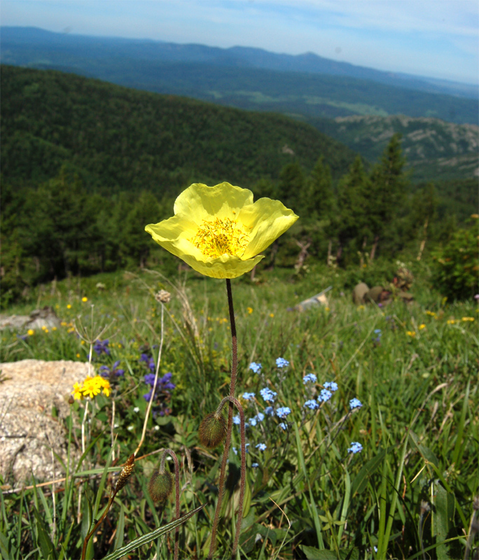 Image of Papaver pseudocanescens specimen.