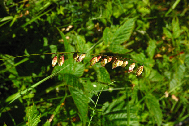 Image of Melica nutans specimen.