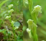 Platanthera oligantha