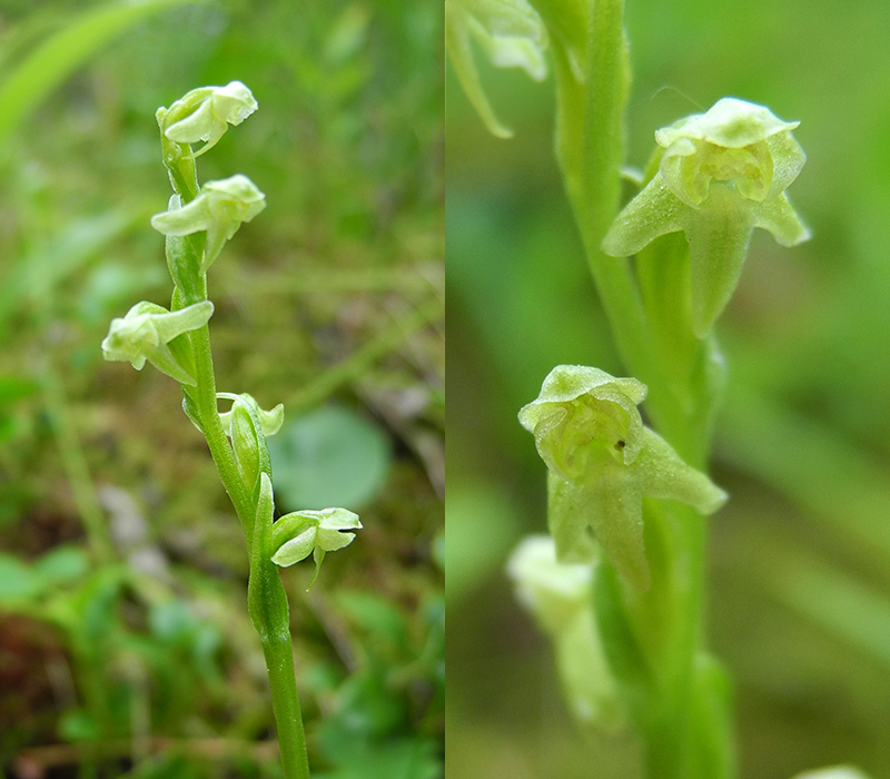 Изображение особи Platanthera oligantha.