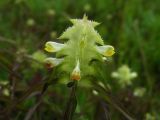 Melampyrum cristatum