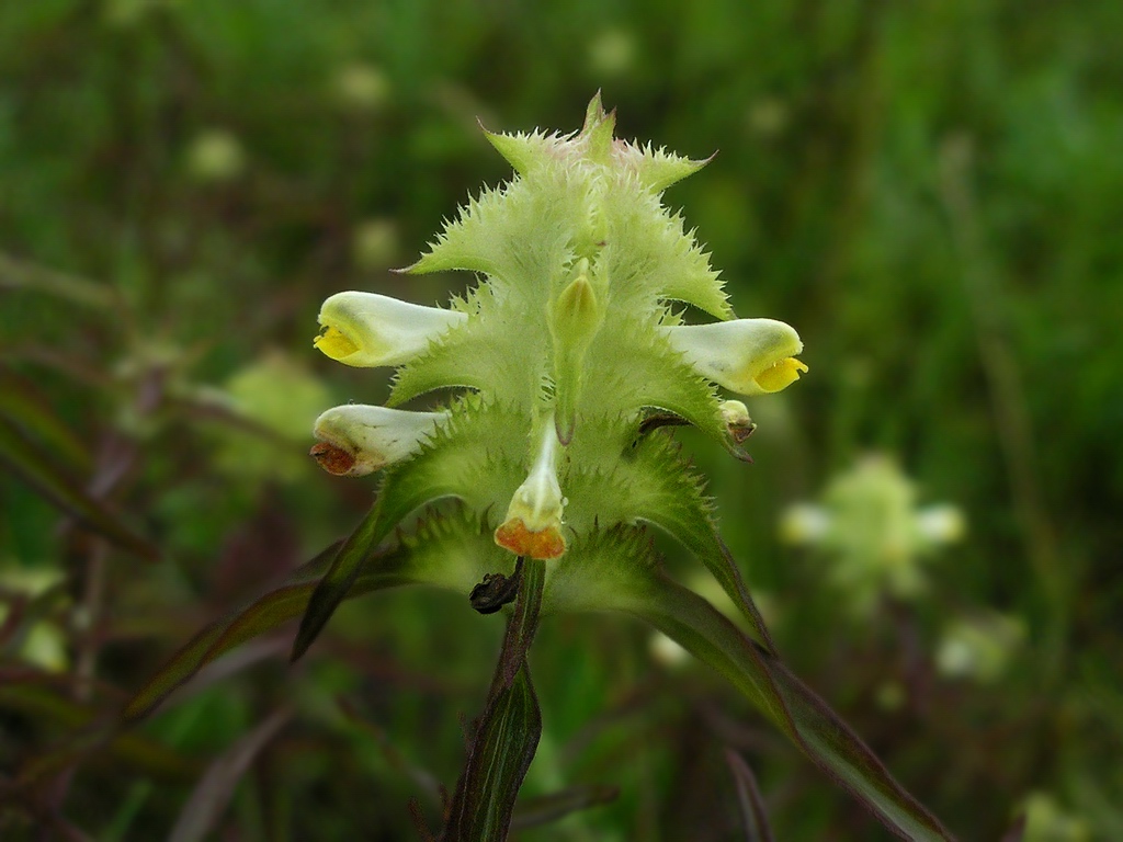 Image of Melampyrum cristatum specimen.