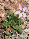 Erodium cicutarium