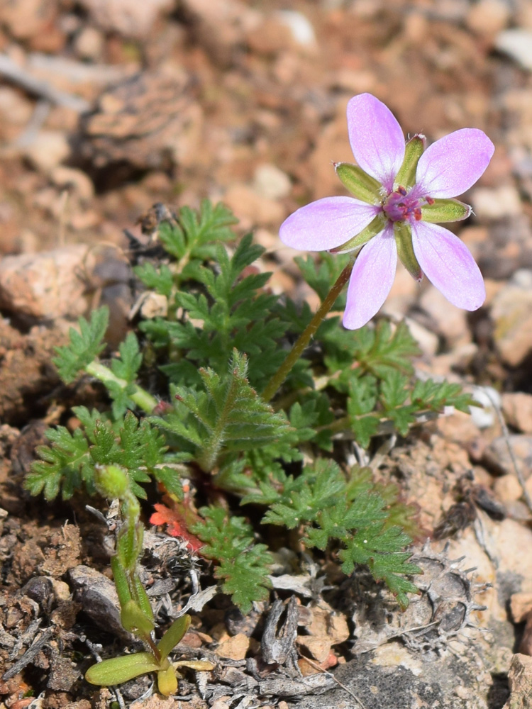 Image of Erodium cicutarium specimen.