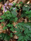 Cardamine quinquefolia