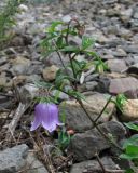 Campanula longistyla