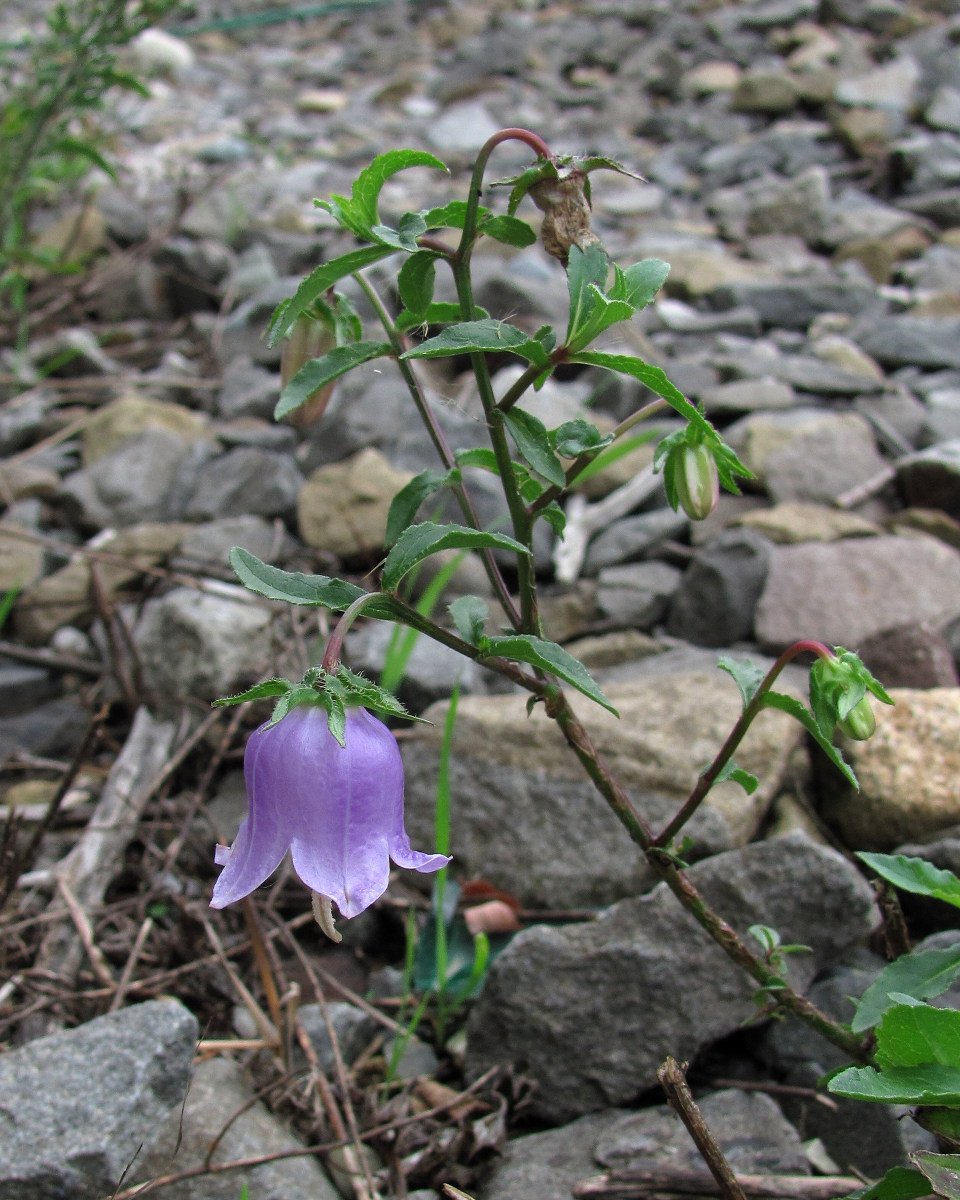 Изображение особи Campanula longistyla.