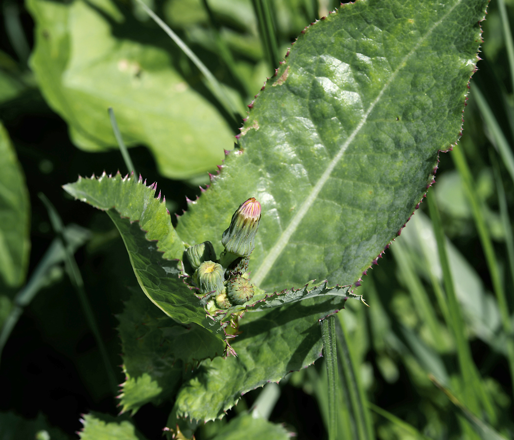 Image of Sonchus asper specimen.