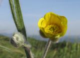 Ranunculus illyricus. Цветок и бутон. Краснодарский край, м/о г. Геленджик, хр. Коцехур, гора Мемедо (760 м н.у.м.), луг на вершине горы. 23.05.2015.