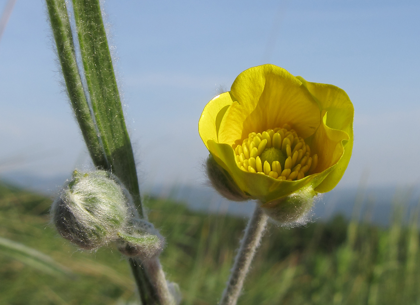 Image of Ranunculus illyricus specimen.