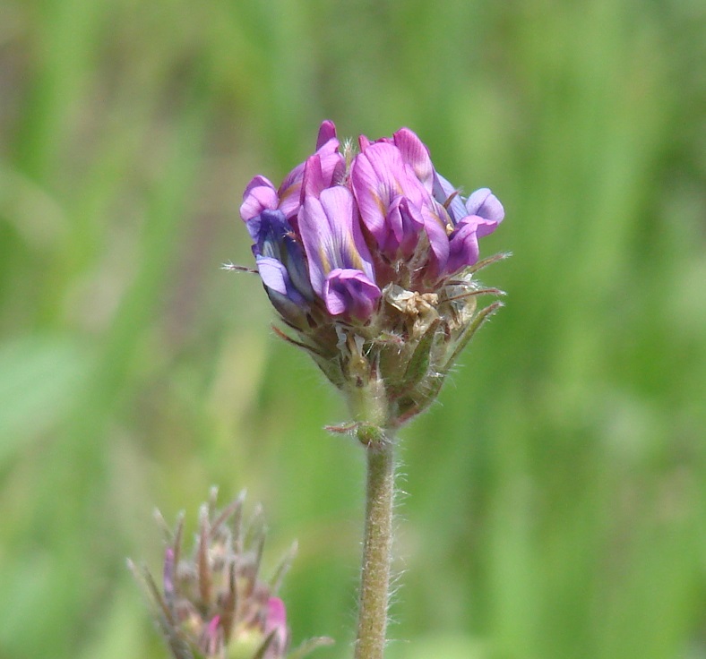 Изображение особи Oxytropis strobilacea.