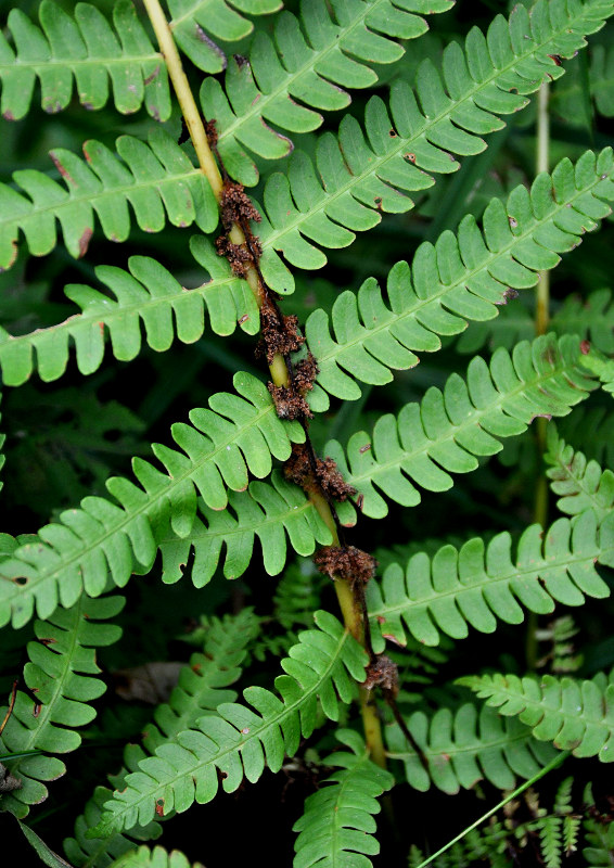 Image of Osmundastrum asiaticum specimen.