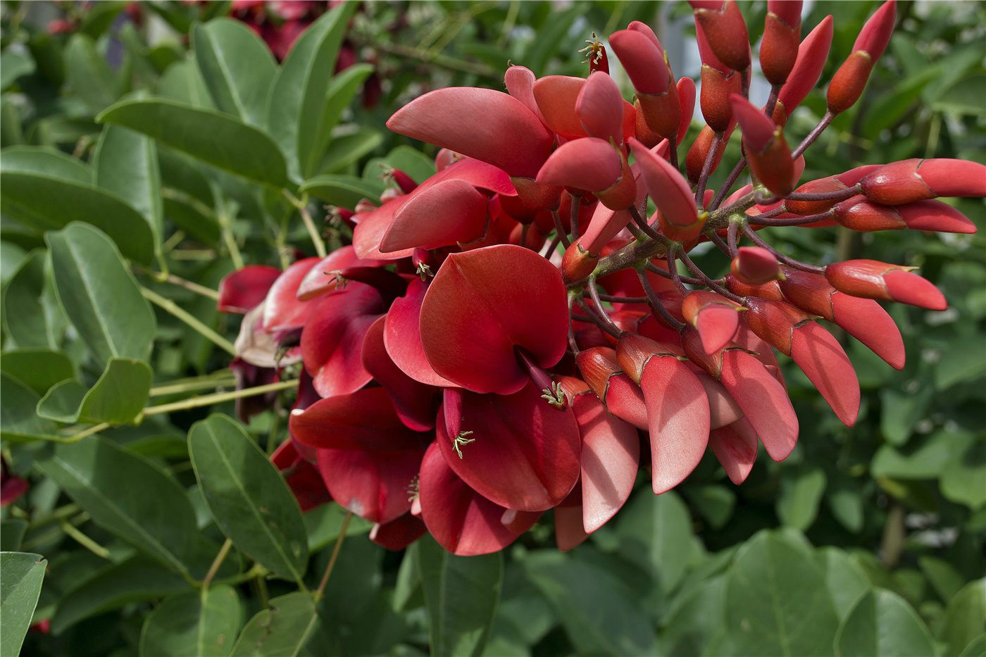 Изображение особи Erythrina crista-galli.