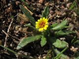 Calendula arvensis. Цветущее растение (Calendula aegyptiaca Pers.). Испания, Андалусия, провинция Альмерия, природный парк Cabo de Gata. 20 декабря 2009 г.