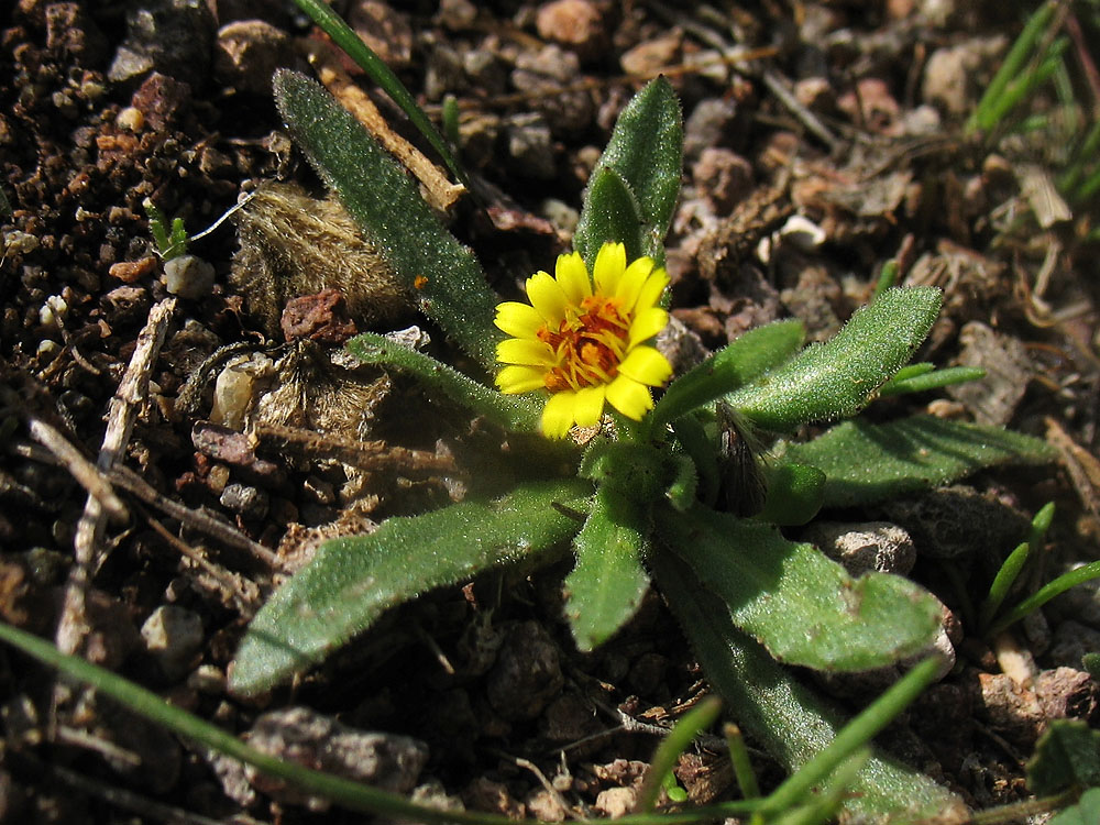 Изображение особи Calendula arvensis.