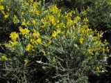 Genista microphylla. Часть кроны цветущего кустарника. Испания, Канарские о-ва, Гран Канария, муниципалитет Agüimes, ущелье Barranco de Guayadeque, сообщество термофильных кустарников. 26 февраля 2010 г.