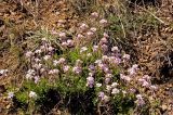 Dendroarabis fruticulosa. Цветущие растения. Казахстан, Восточно-Казахстанская обл., Южный Алтай, долина р. Кальджир, верховое плато. Начало мая 2013 г.