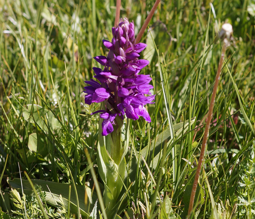 Image of Dactylorhiza umbrosa specimen.