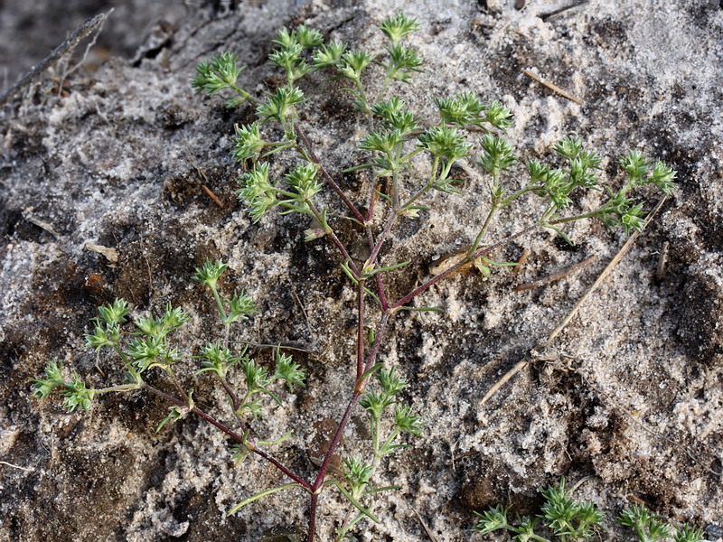 Image of Scleranthus annuus specimen.