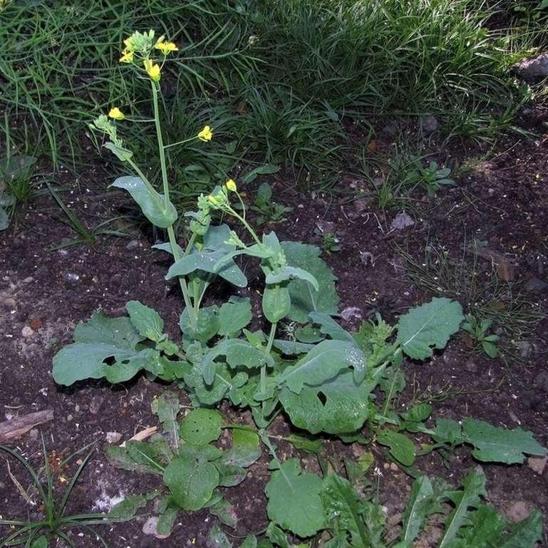 Изображение особи Brassica napus.