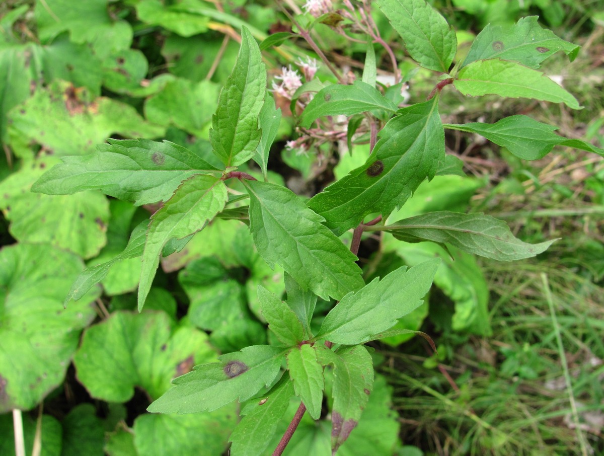 Image of Eupatorium cannabinum specimen.