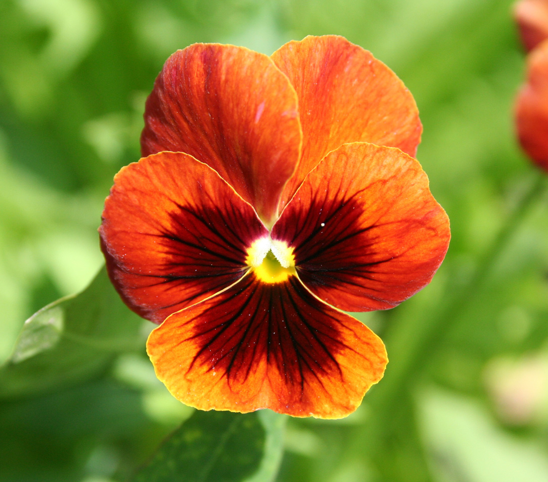 Image of Viola wittrockiana specimen.