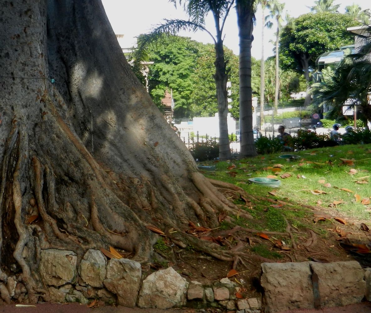 Изображение особи Ficus macrophylla.