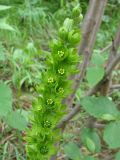 Veratrum lobelianum. Соцветие. Якутия (Саха), Алданский р-н, левый берег р. Тимптон, 199 км от устья. 30.06.2011.