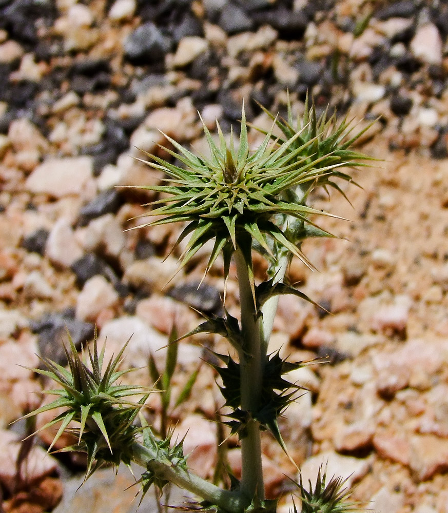 Image of Cousinia libanotica specimen.