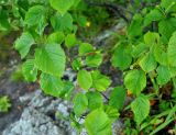 Sorbus alnifolia. Верхушка ветви с незрелыми плодами. Приморье, Владивосток, микрор-н Седанка, окр. Пионерского водохранилища, широколиственный лес, на скале. 06.08.2015.