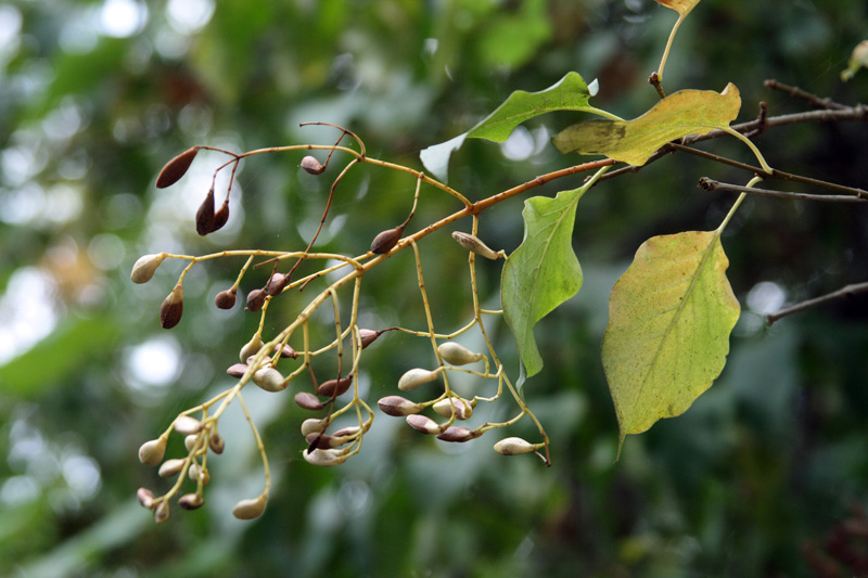 Изображение особи Syringa amurensis.