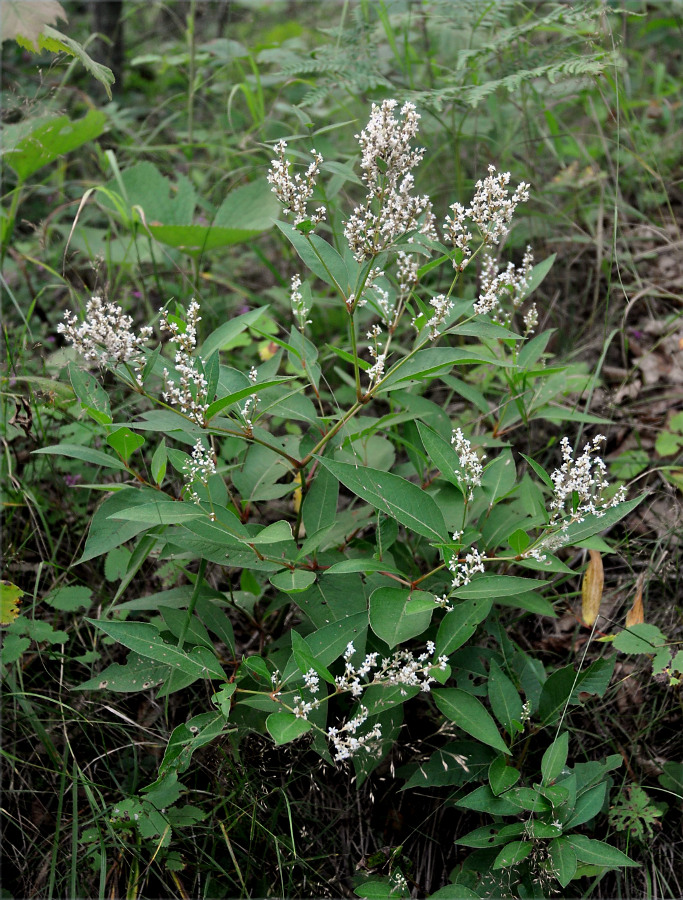 Image of Aconogonon jurii specimen.