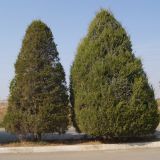 View full-size image Juniperus virginiana
