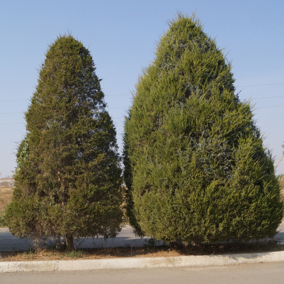 Изображение особи Juniperus virginiana.