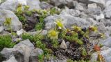 Saxifraga adenophora