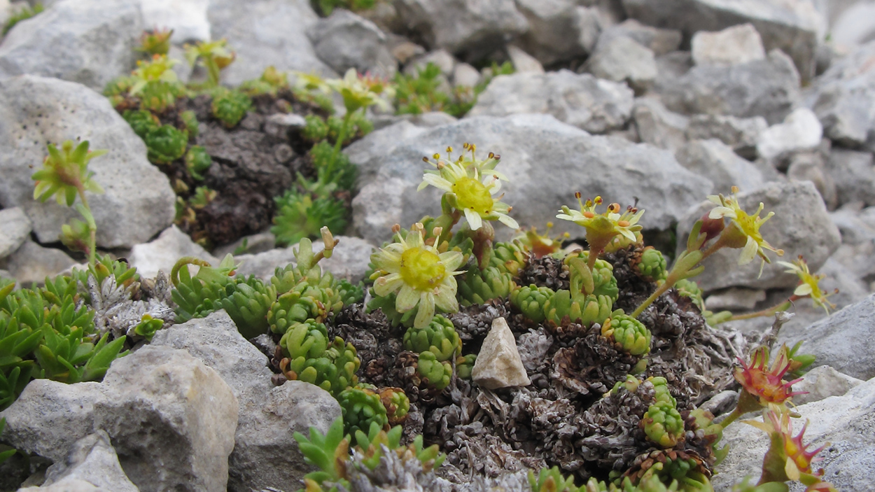 Image of Saxifraga adenophora specimen.