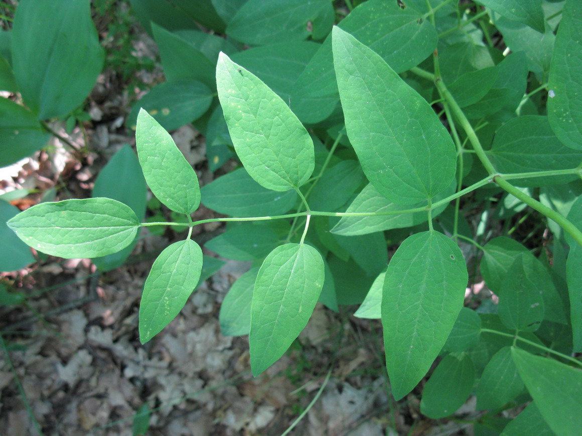 Image of Clematis recta specimen.