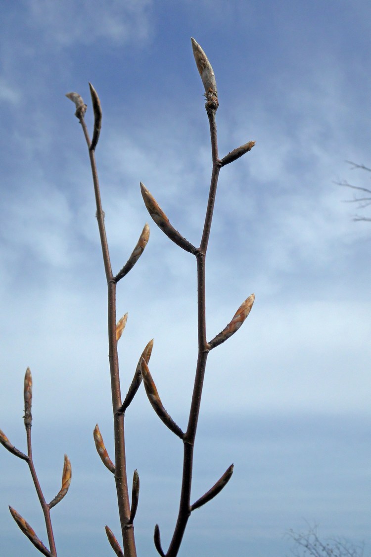 Изображение особи Fagus orientalis.